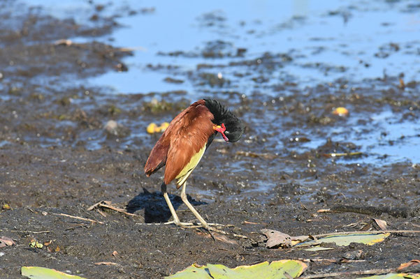 ROTSTIRNBLATTHÜHNCHEN, WATTLED JACANA, JACANA JACANA