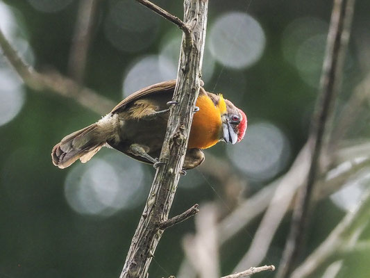 Olivrückenbartvogel, Scarlet-crowned Barbet - Capito aurovirens