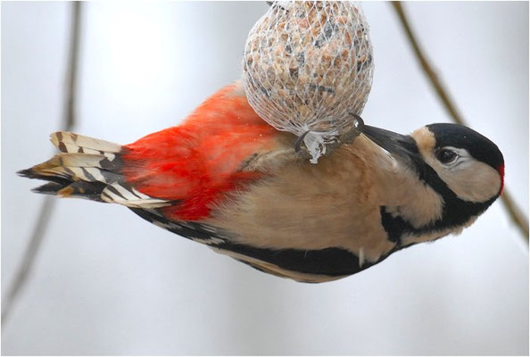 BUNTSPECHT, GREAT SPOTTED WOODPECKER, DENDROCOPOS MAJOR