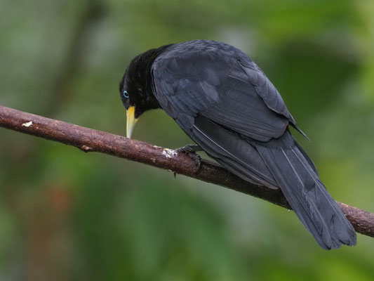 SCHARLACHBÜRZELKASSIKE, SCARLET-RUMPED CACIQUE - CACICUS UROPYGIALIS