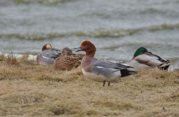 PFEIFENTE, WIGEON, ANAS PENELOPE