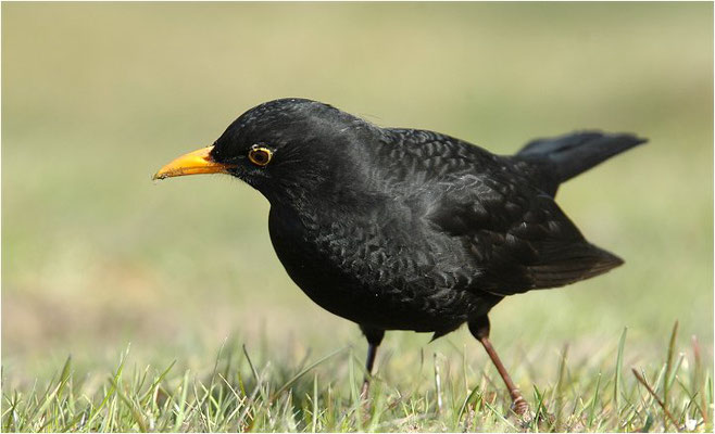 AMSEL, COMMON BLACKBIRD, TURDUS MERULA