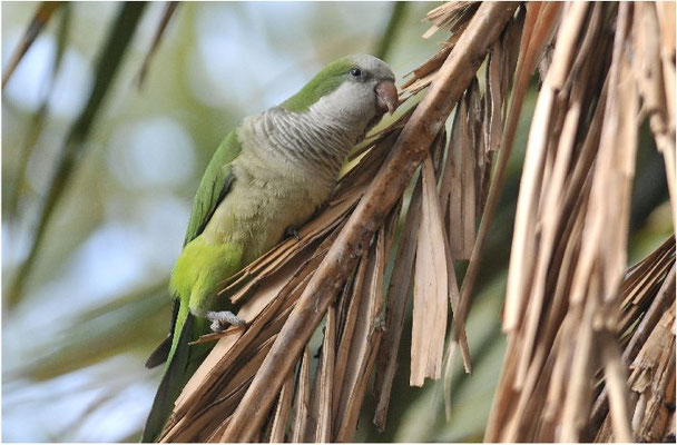 MÖNCHSSITTICH, MONK PARAKEET, MYIOPSITTA MONACHUS
