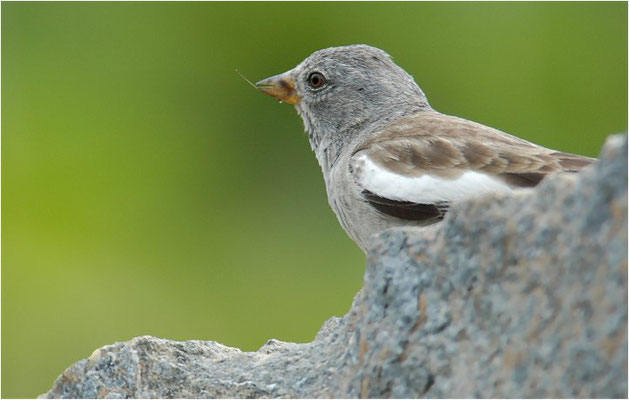 SCHNEESPERLING, SNOWFINCH, MONTIFRINGILLA NIVALIS