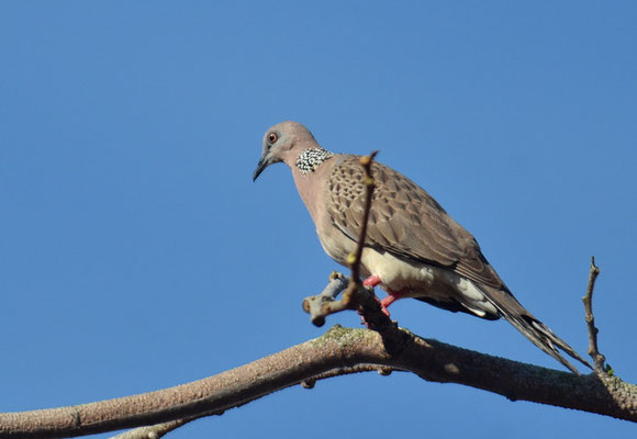 PERLHALSTAUPE, SPOTTED DOVE, STREPTOPELIA CHINENSIS