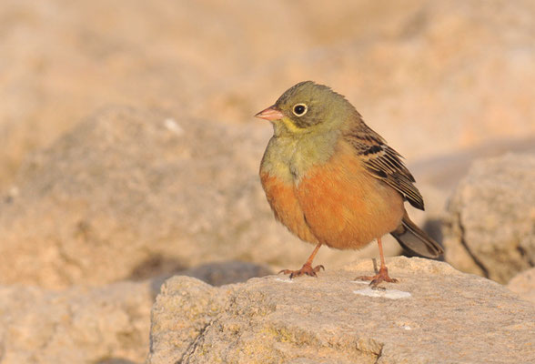 ORTOLAN, ORTOLAN BUNTING, EMBERIZA HORTULANA