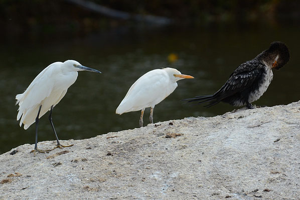 SEIDENREIHER., LITTLE EGRET, EGRETTA GARZETTA