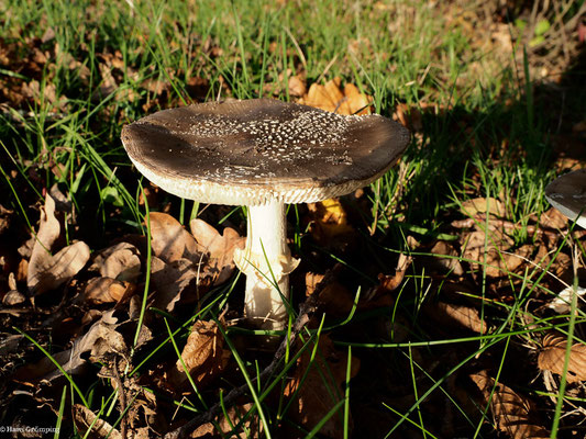 Grauer Wulstling - Amanita excelsa