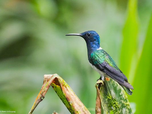 WEISSNACKENKOLIBRI, WHITE-NECKED JACOBIN - FLORISUGA MELLIVORA