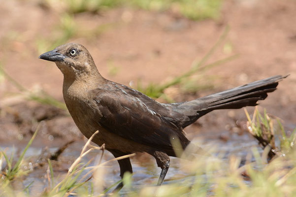DOHLENGRACKEL, GREAT-TAILED GRACKLE, QUISCALUS MEXICANUS