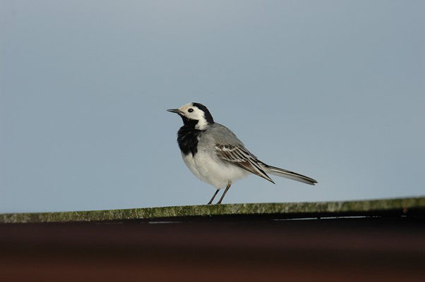 BACHSTELZE,WHITE WAGTAIL, MOTACILLA ALBA