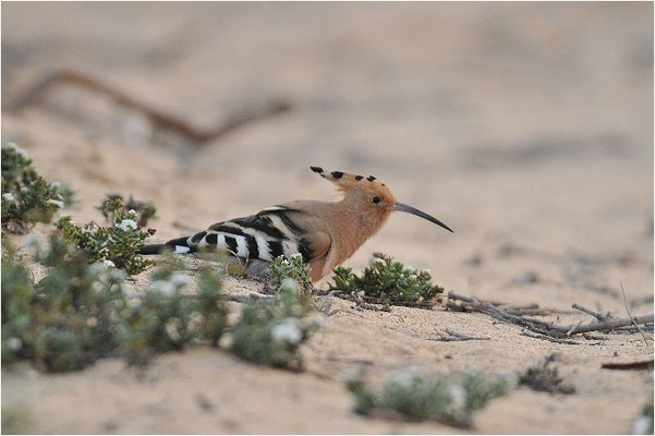 WIEDEHOPF, HOOPOE, UPUPA EPOPS