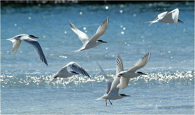 BRANDSEESCHWALBE, SANDWICH TERN, STERNA SANDVICENSIS