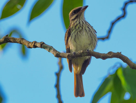 STREIFENTYRANN, STREAKED FLYCATCHER, MYIODYNASTES MACULATUS 