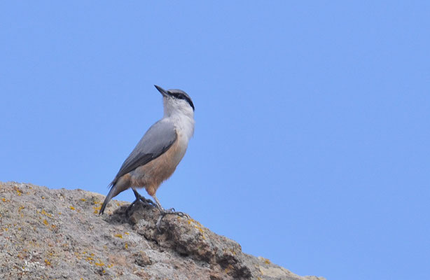 FELSENKLEIBER, ROCK NUTHATCH, SITTA NEUMAYER