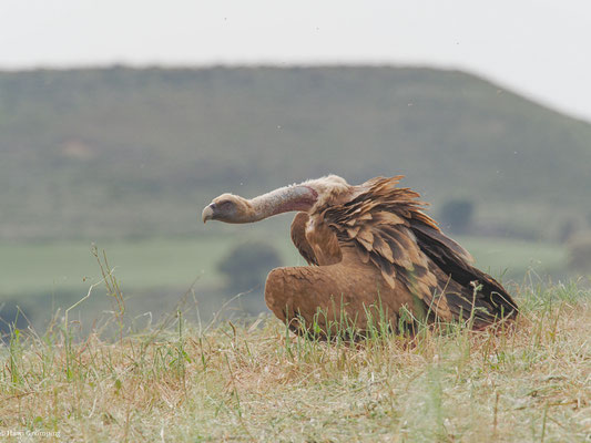 GÄNSEGEIER, GRIFFON VULTURE, GYPS FULVUS