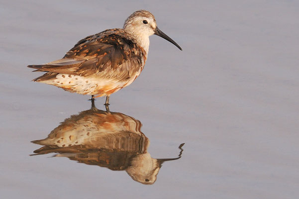 SICHELSTRANDLÄUFER, CURLEW SANDPIPER, CALIDRIS FERRUGINEA