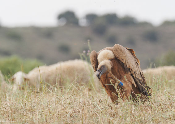 GÄNSEGEIER, GRIFFON VULTURE, GYPS FULVUS
