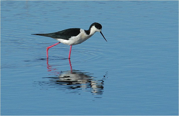STELZENLÄUFER, BLACK-WINGED STILT, HIMANTOPUS HIMANTOPUS