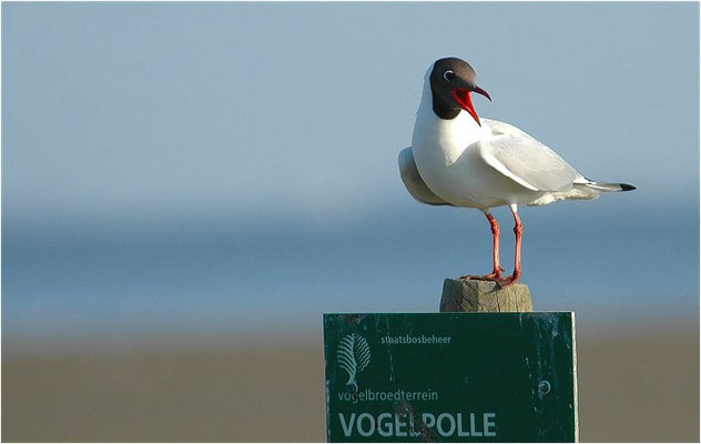 LACHMÖWE, BLACK-HEADED GULL, CHROICOCEPHALUS RIDIBUNDUS