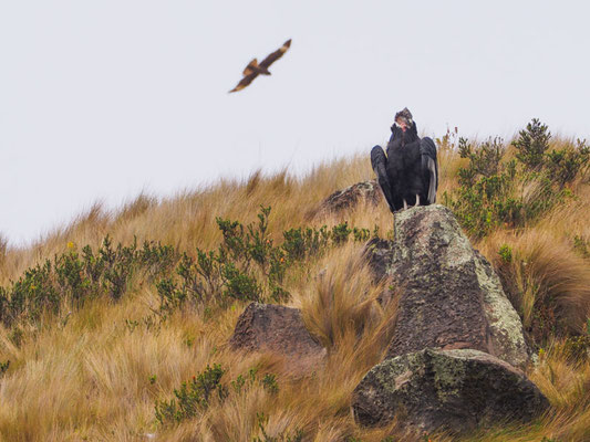 ANDENKONDOR, ANDEAN CONDOR - VULTUR GRYPHUS