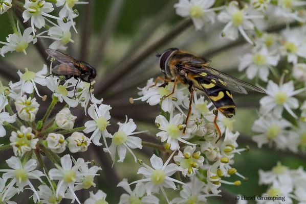 FRÜHE GROSSSTIRNSCHWEBFLIEGE, SCAEVA SELENITICA