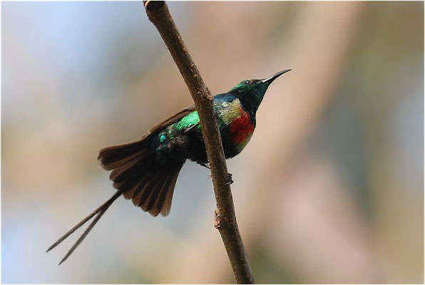 ELFENNEKTARVOGEL, BEAUTIFUL SUNBIRD, NECTARINIA PULCHELLA