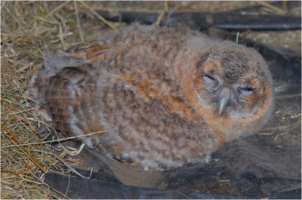 WALDKAUZ, TAWNY OWL, STRIX ALUCO
