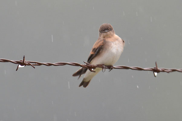 GRAUKEHLSCHWALBE, ROUGH-WINGED SWALLOW, STELGIDOPTERYX SERRIPENNIS