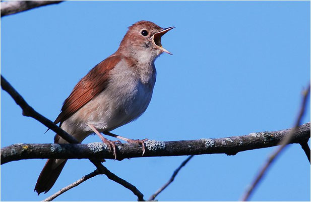 NACHTIGALL, NIGHTINGALE, LUSCINIA MEGARHYNCHOS