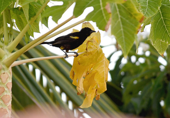 EPAULETTENTRUPIAL, EPAULET ORIOLE, ICTERUS CAYANENSIS