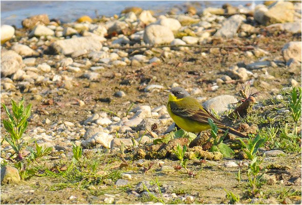 THUNBERGSCHAFSTELZE, YELLOW WAGTAIL THUNBERGI, MOTACILLA FLAVA THUNBERGI
