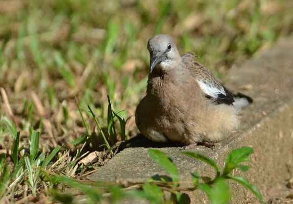 PERLHALSTAUPE, SPOTTED DOVE, STREPTOPELIA CHINENSIS