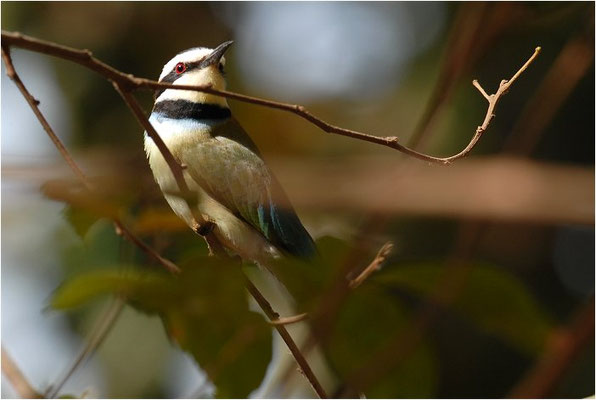 WEISSKEHLSPINT, WHITE-THROATED BEE-EATER, MEROPS ALBICOLLIS