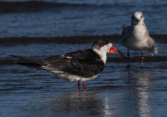 SCHWARZMANTEL-SCHERENSCHNABEL, BLACK SKIMMER, RYNCHOPS NIGER