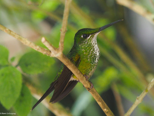GRÜNSCHEITELBRILLANT, GREEN-CROWNED BRILLANT - HELIODOXA JACULA