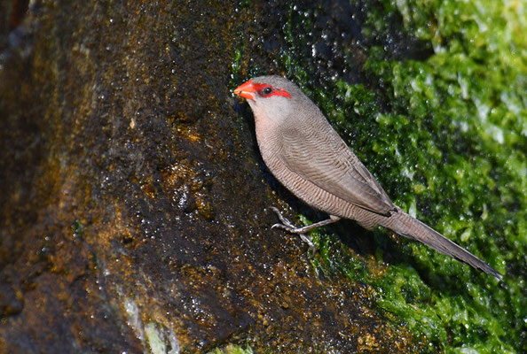 WELLENASTRILD, COMMON WAXBILL, ESTRILDA ASTRILD
