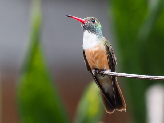 Rostbauchamazilie, Amazilia Hummingbird - Amazilia amazilia