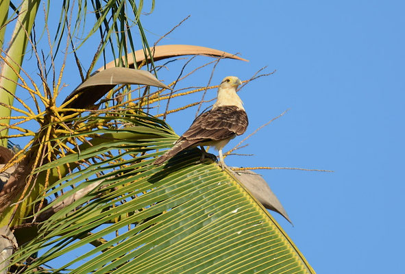 GELBKOPFKARAKARA, YELLOW-HEADED CARACARA, MILVAGO CHIMACHIMA
