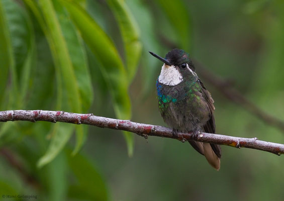 WEISSKEHLNYMPHE,  WHITE-THROATED MOUNTAIN-GEM, LAMPORNIS CASTANEOVENTRIS