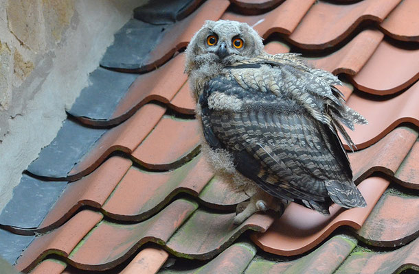 UHU, EAGLE OWL, BUBO BUBO