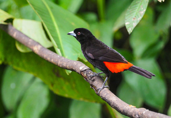FEUERRÜCKENTANGARE, PASSERINI´S TANAGER, RAMPHOCELUS PASSERINII