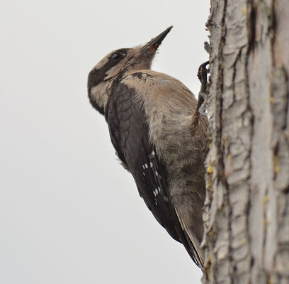 HAARSPECHT, HAIRY WOODPECKER, PICOIDES VILLOSUS 