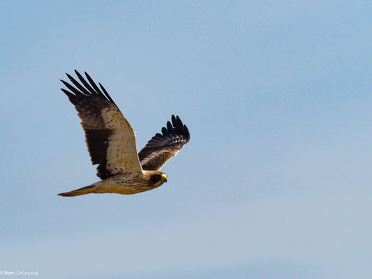 ZWERGADLER, BOOTED EAGLE, AQUILA PENNATA