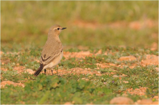 ISABELLSTEINSCHMÄTZER, ISABELLINE WHEATEAR, OENANTHE ISABELLINA