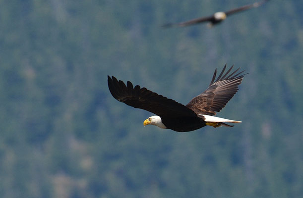 WEISSKOPFSEEADLER, BALD EAGLE,  HALIAEETUS LEUCOCEPHALUS