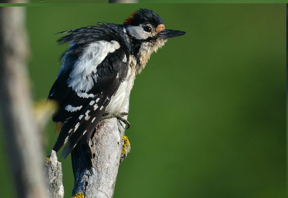 BUNTSPECHT, GREAT SPOTTED WOODPECKER, DENDROCOPOS MAJOR