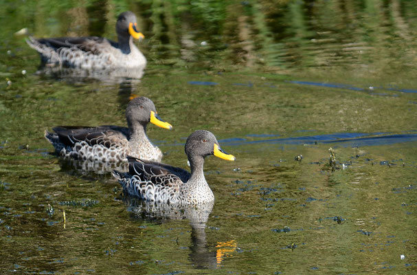 GELBSCHNABELENTE, YELLOW-BILLED DUCK, ANAS UNDULATA