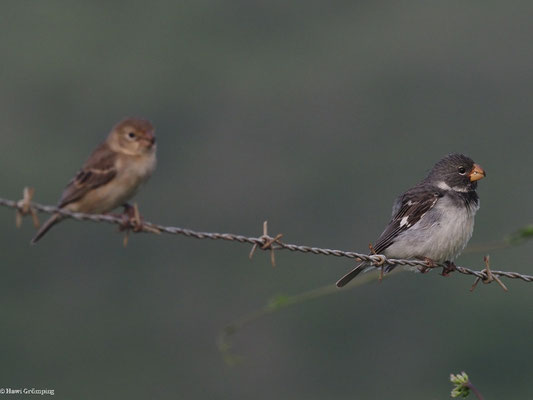 PAPAGEISCHNABELPFÄFFCHEN, PARROT-BILLED SEEDEATER - SPOROPHILA PERUVIANA