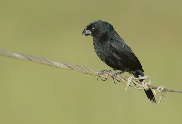 WECHSELPFÄFFCHEN, VARIABLE SEEDEATER, SPOROPHILA AMERICANA